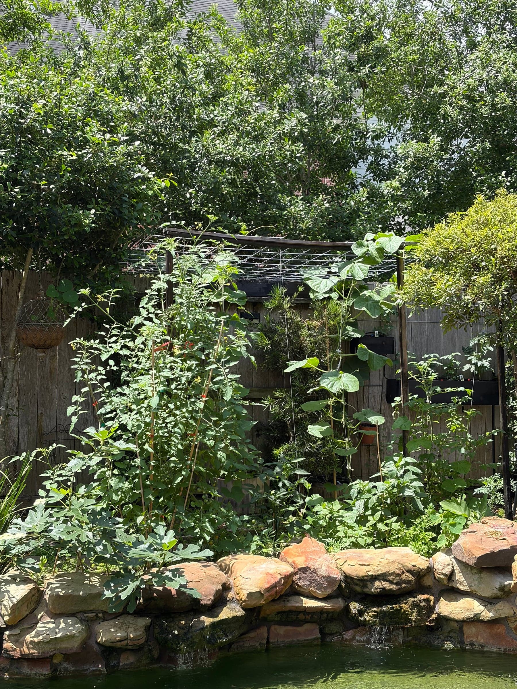Vertical growing above the path behind the pool.