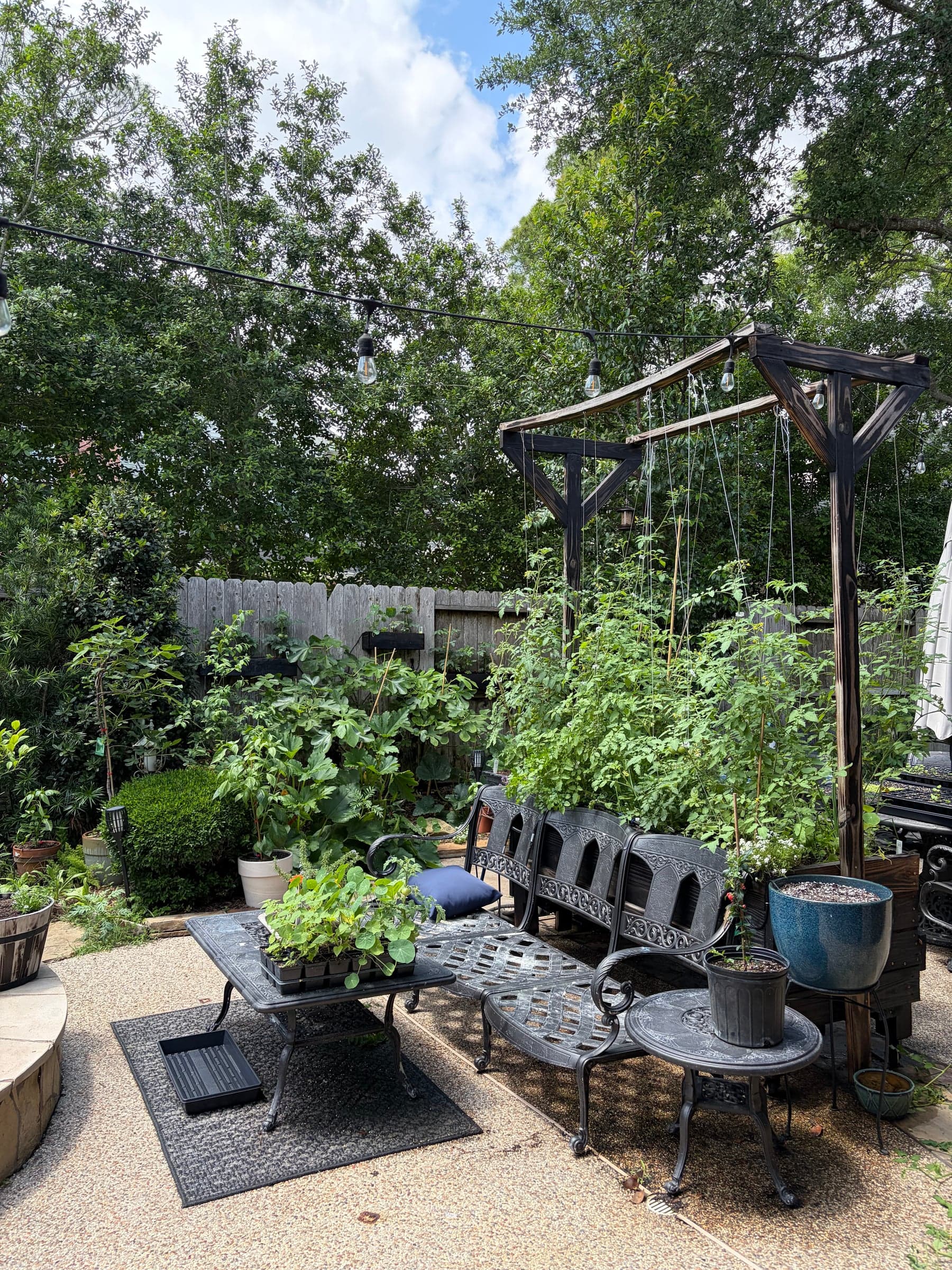 Tomato trellis with the fig tree.
