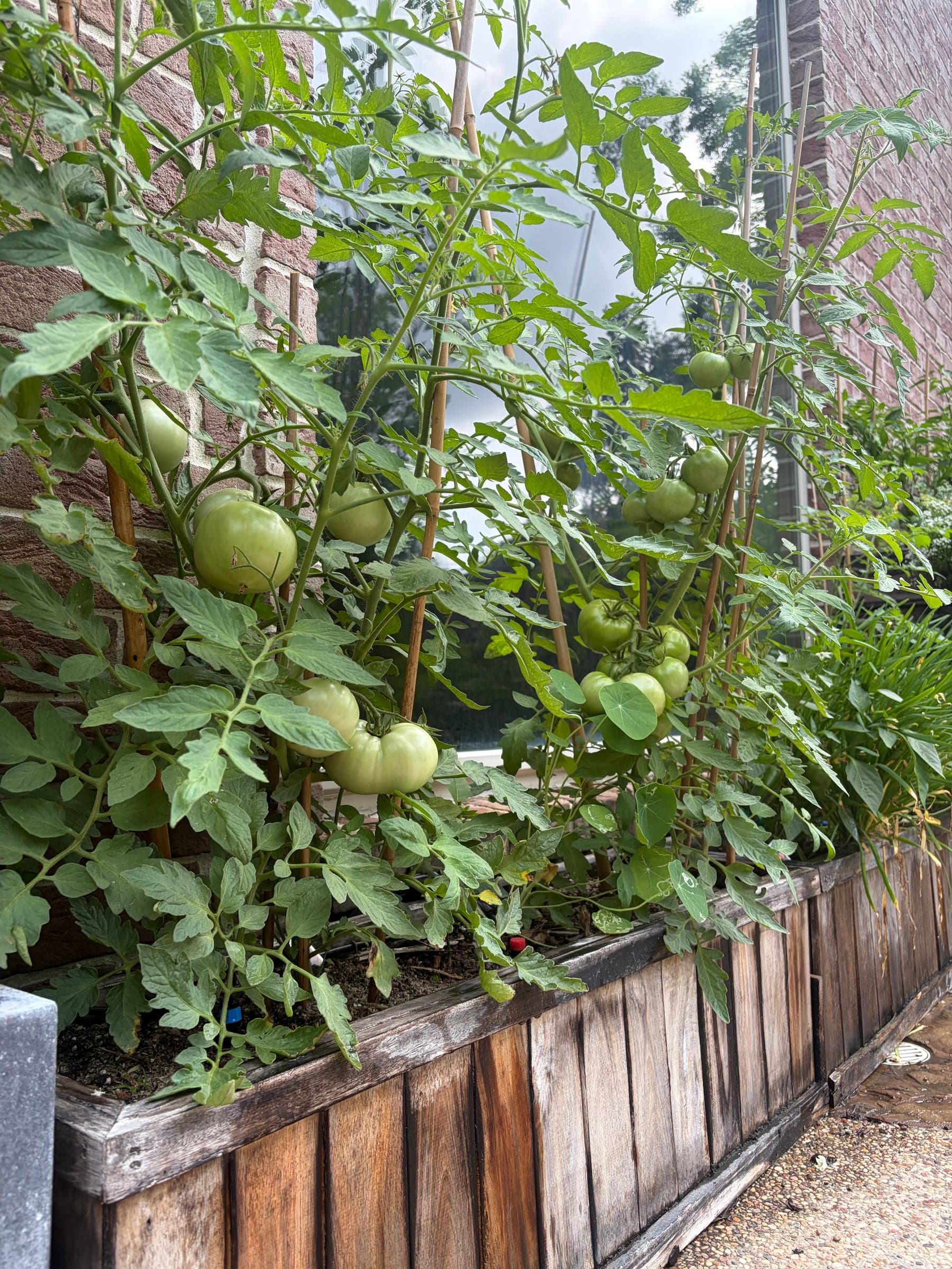 Tomatoes. South-facing wall.