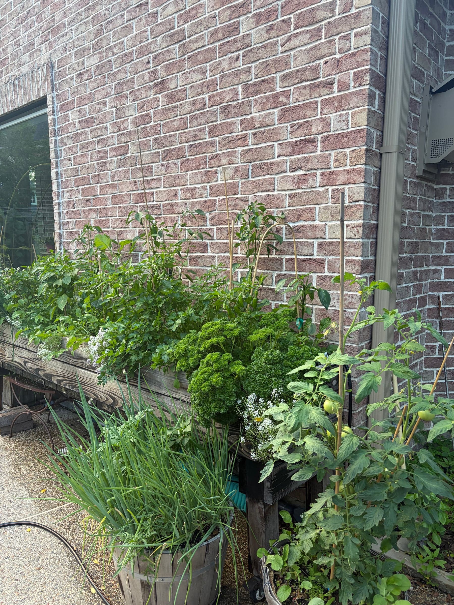 Same wall. Pepper bed below.