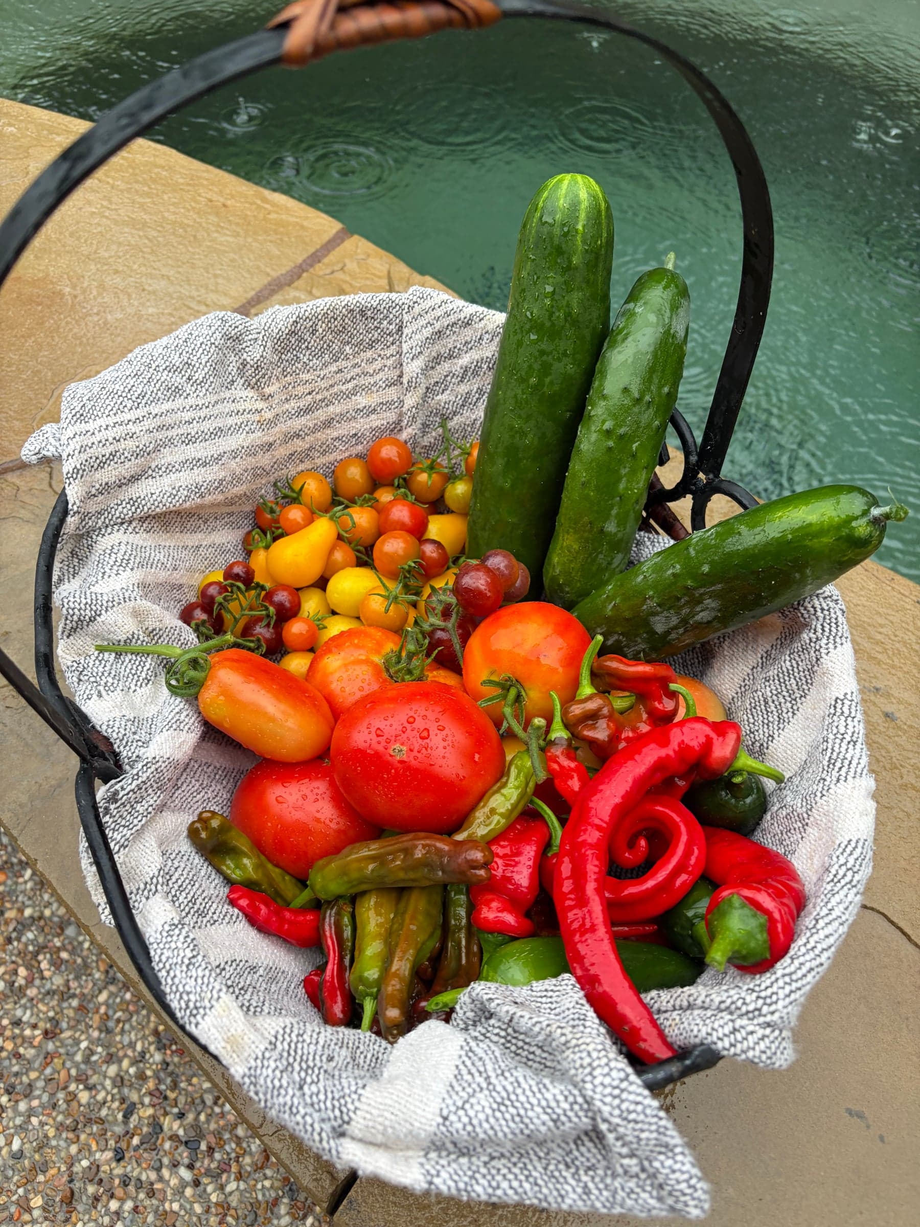 A rainy harvest.