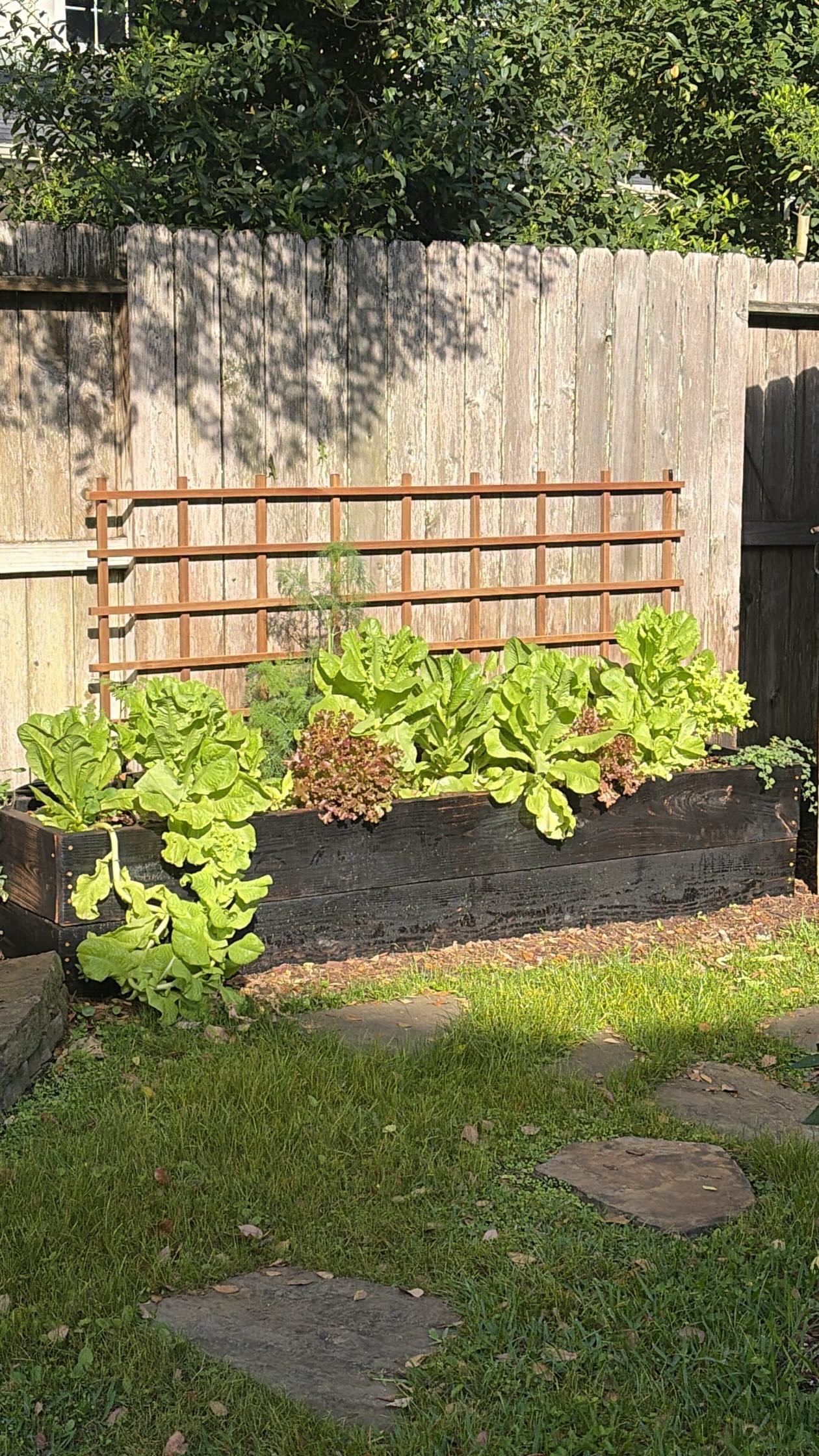 Ripening tomatoes on the vine spilling over the edge of a raised bed, with nasturtiums above